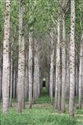 ABZ - Forest Cathedral